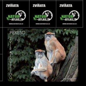 pexeso_zvirata-v-zoo-1